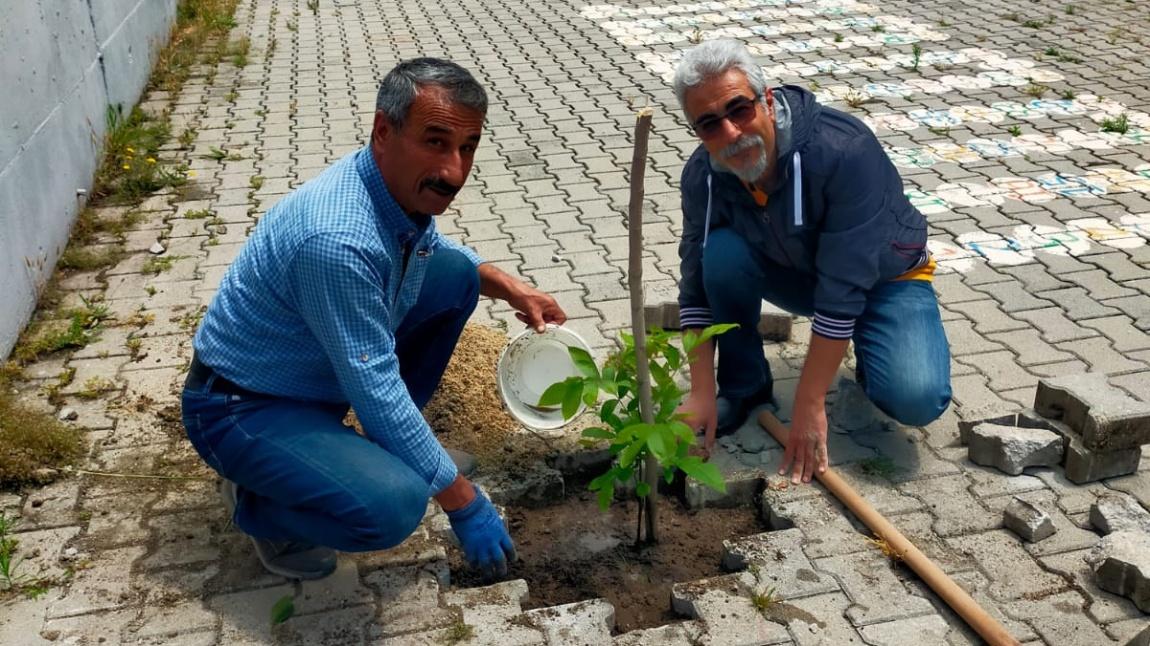 OKULUMUZU AĞAÇLANDIRMAYA DEVAM EDİYORUZ 